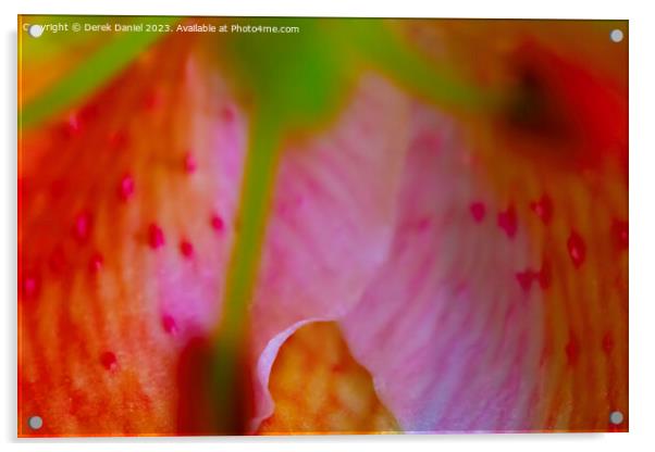 Macro Blossom Revelation Acrylic by Derek Daniel