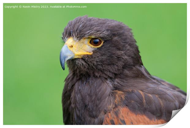 A close up of a Harris Hawk Print by Navin Mistry