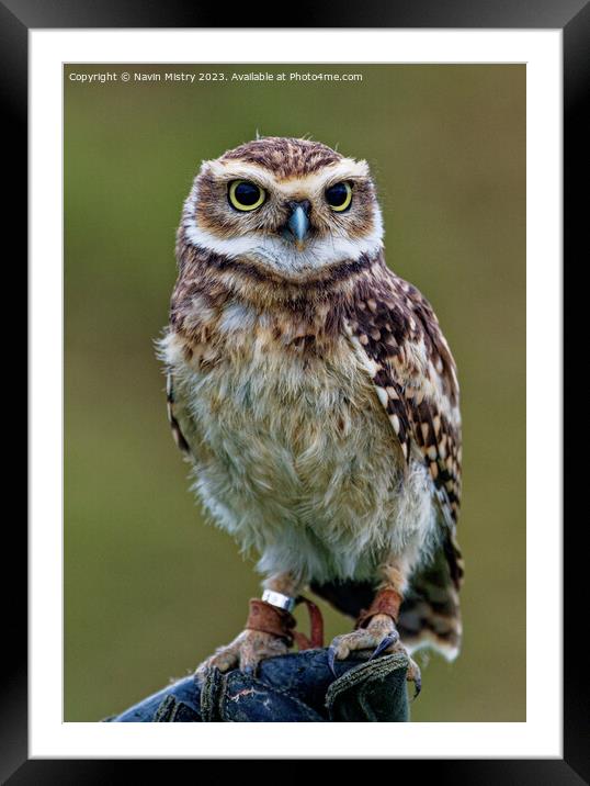 Close up of a Burrowing Owl Framed Mounted Print by Navin Mistry