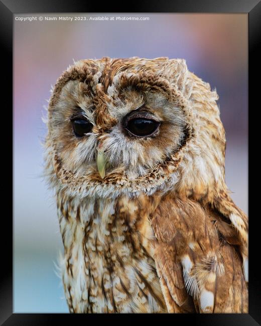 A close up of a Barn Owl Framed Print by Navin Mistry