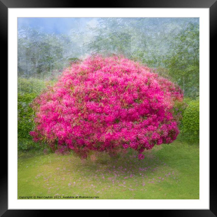 Rhododendron (Pep Ventosa Technique) Framed Mounted Print by Paul Cayton