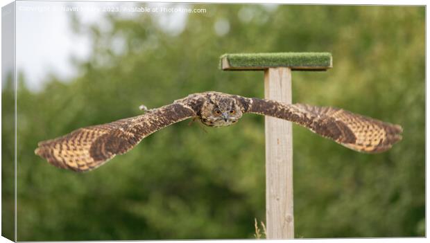 European Eagle Owl in Flight Canvas Print by Navin Mistry