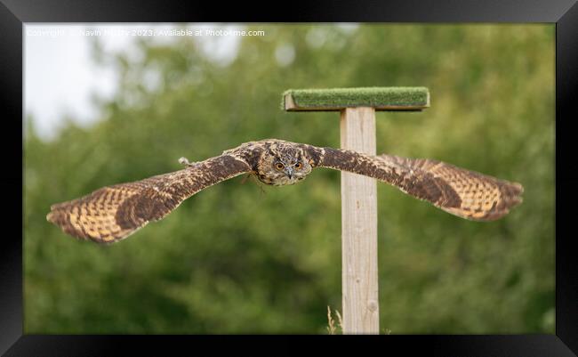 European Eagle Owl in Flight Framed Print by Navin Mistry