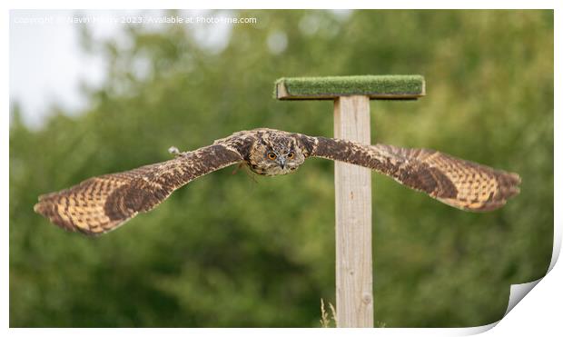 European Eagle Owl in Flight Print by Navin Mistry