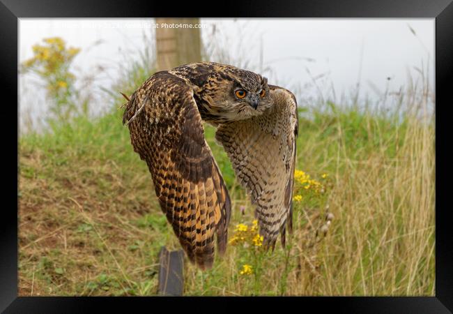 European Eagle Owl in Flight Framed Print by Navin Mistry