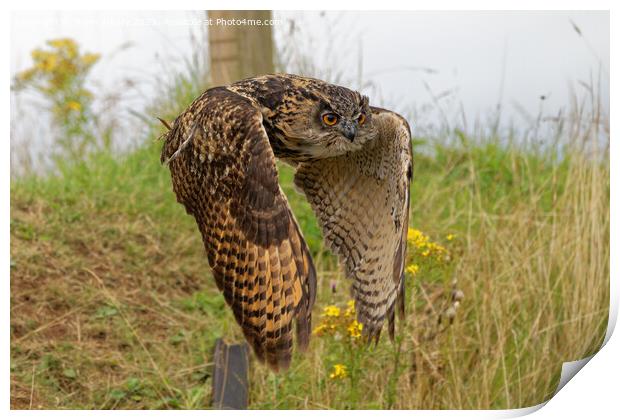 European Eagle Owl in Flight Print by Navin Mistry