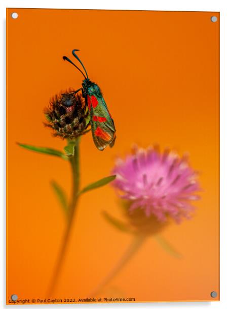 Six-spot Burnett Moth resting on thistle Acrylic by Paul Cayton