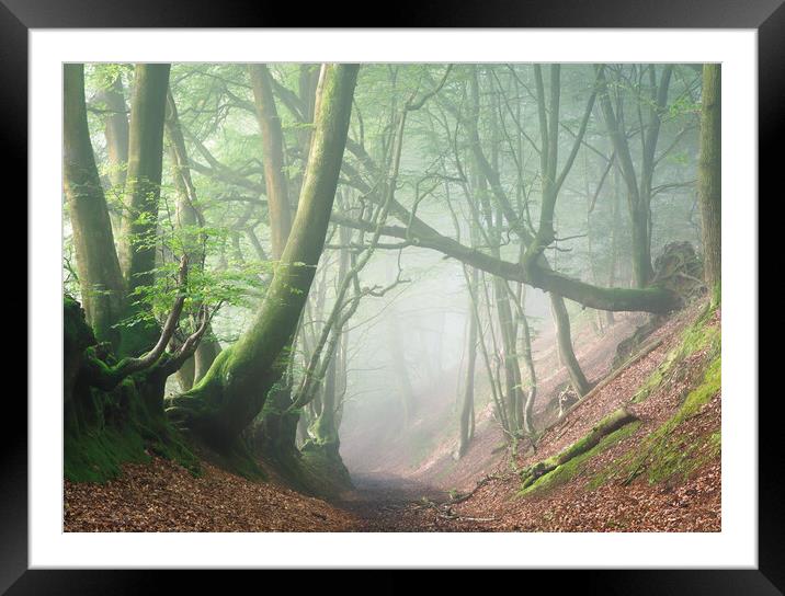 Summer Mist on Black Down Framed Mounted Print by Chester Tugwell