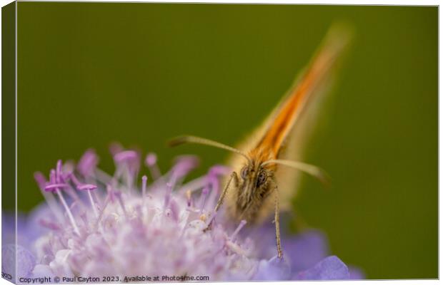 Meadow Brown Butterfly on flower Canvas Print by Paul Cayton