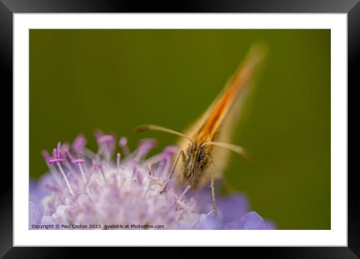 Meadow Brown Butterfly on flower Framed Mounted Print by Paul Cayton