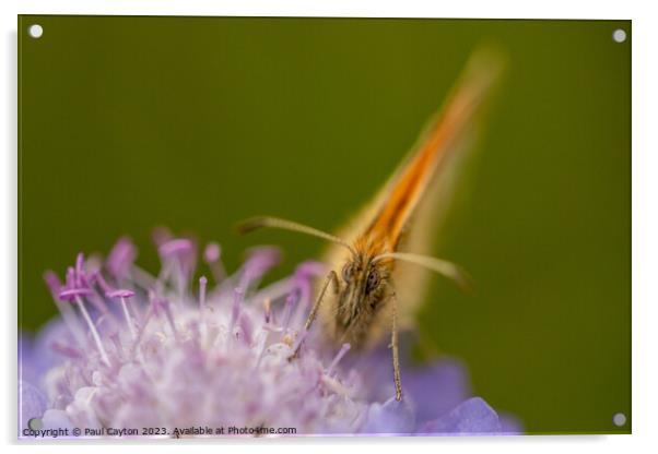 Meadow Brown Butterfly on flower Acrylic by Paul Cayton