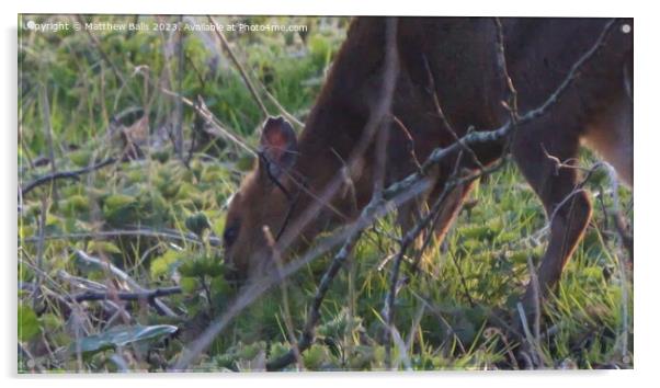 A  deer standing next to a forest Acrylic by Matthew Balls