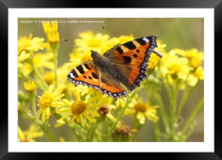 Butterfly on Yellow flowers Framed Mounted Print by Matthew Balls