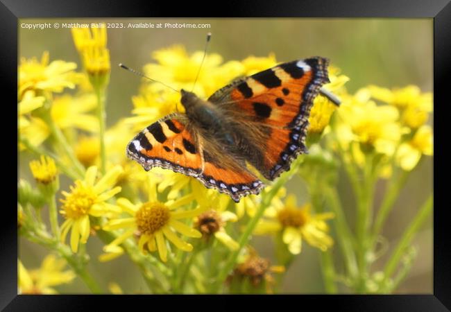 Butterfly on Yellow flowers Framed Print by Matthew Balls