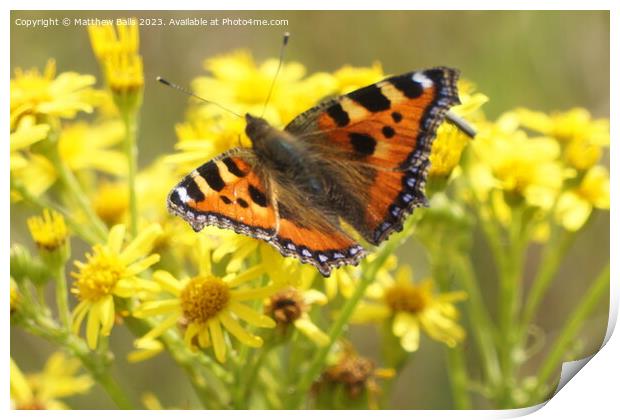 Butterfly on Yellow flowers Print by Matthew Balls