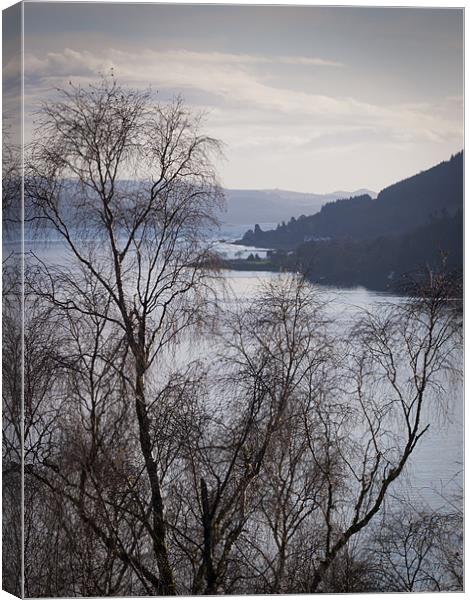 Silver birches above Loch Long Canvas Print by Gary Eason
