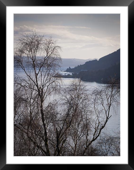 Silver birches above Loch Long Framed Mounted Print by Gary Eason