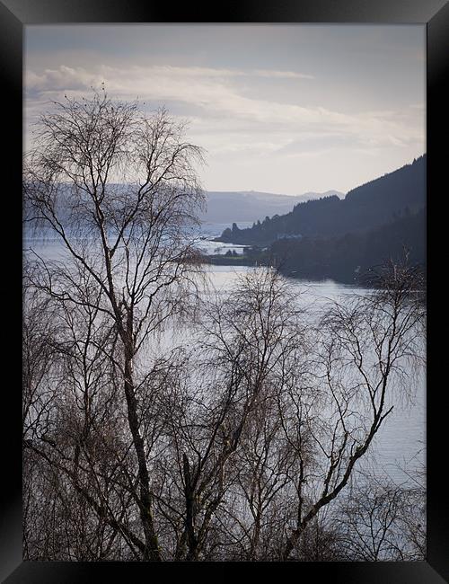 Silver birches above Loch Long Framed Print by Gary Eason