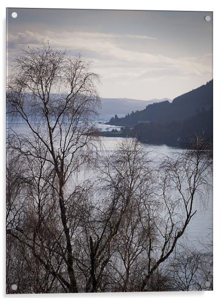 Silver birches above Loch Long Acrylic by Gary Eason