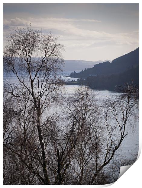 Silver birches above Loch Long Print by Gary Eason