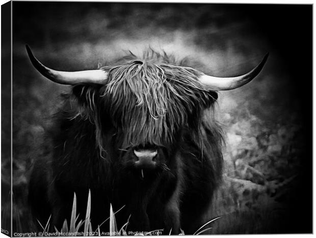 Highland Cattle Canvas Print by David Mccandlish