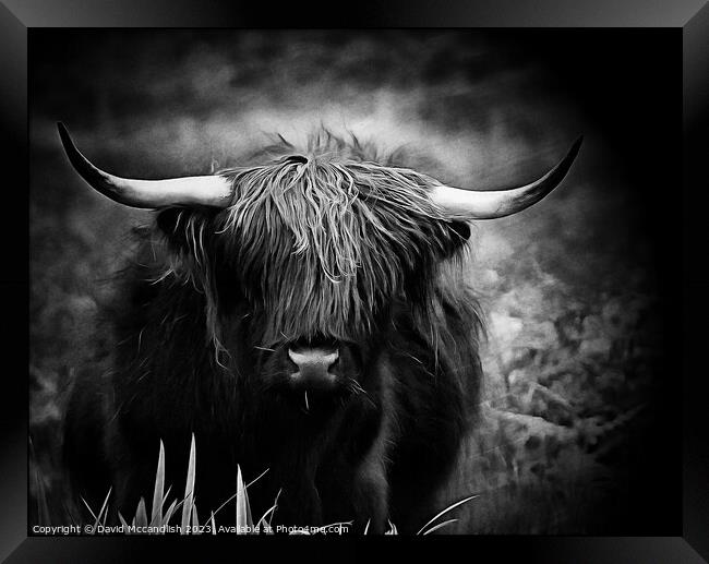 Highland Cattle Framed Print by David Mccandlish