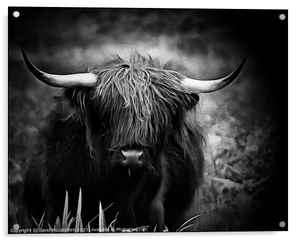 Highland Cattle Acrylic by David Mccandlish