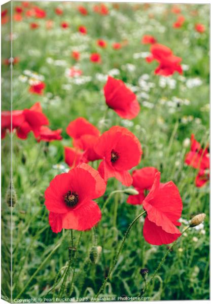 Poppy Field of Red Poppies in Summer Canvas Print by Pearl Bucknall