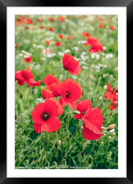 Poppy Field of Red Poppies in Summer Framed Mounted Print by Pearl Bucknall