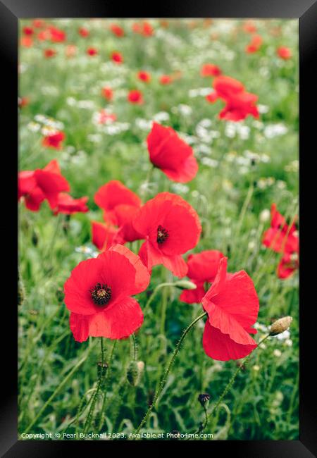 Poppy Field of Red Poppies in Summer Framed Print by Pearl Bucknall