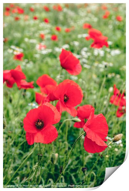 Poppy Field of Red Poppies in Summer Print by Pearl Bucknall