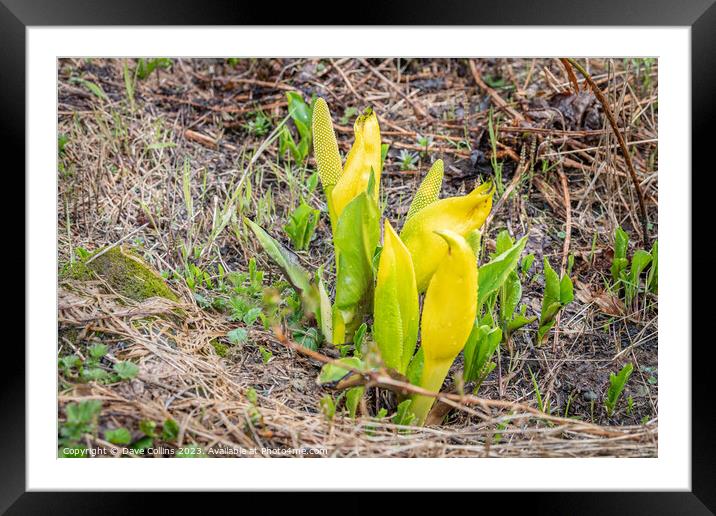 Western Skunk Cabbage plant in flower in Valdez, Alaska, USA Framed Mounted Print by Dave Collins