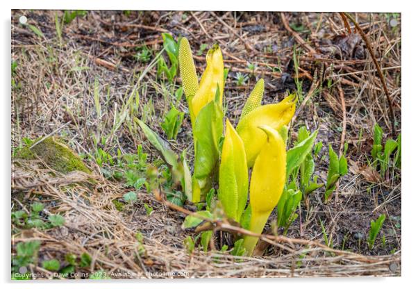 Western Skunk Cabbage plant in flower in Valdez, Alaska, USA Acrylic by Dave Collins