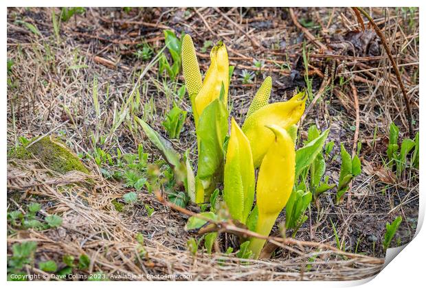 Western Skunk Cabbage plant in flower in Valdez, Alaska, USA Print by Dave Collins