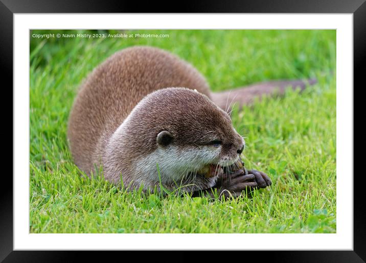 Asian Short Claw Otter Feeding Framed Mounted Print by Navin Mistry