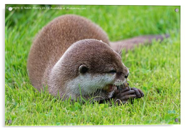 Asian Short Claw Otter Feeding Acrylic by Navin Mistry