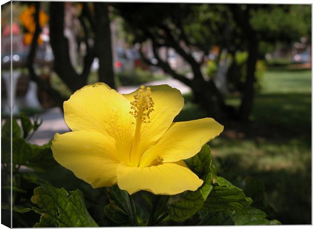 golden hibiscus Canvas Print by harry berry