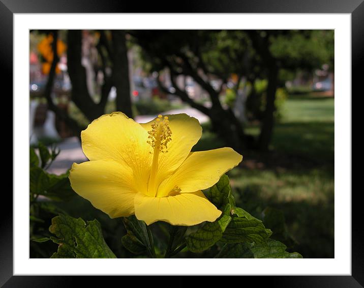 golden hibiscus Framed Mounted Print by harry berry
