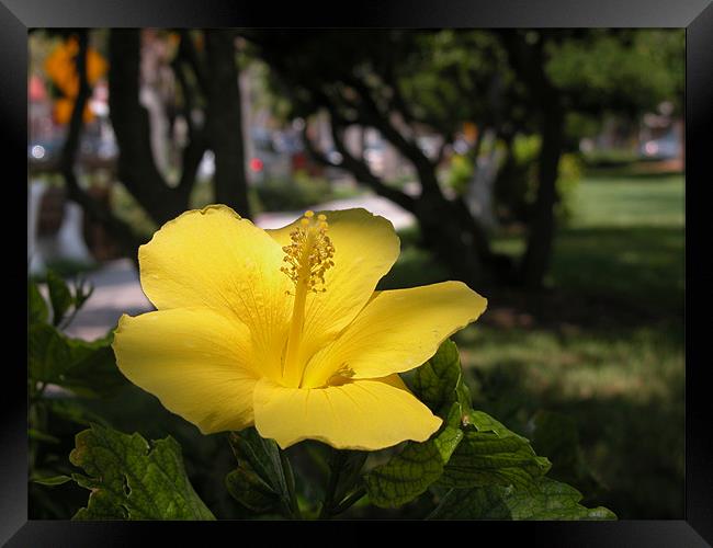 golden hibiscus Framed Print by harry berry