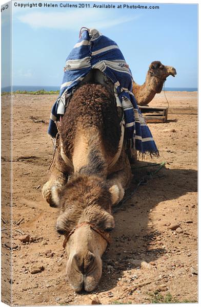 A CAMEL CHILLS OUT Canvas Print by Helen Cullens