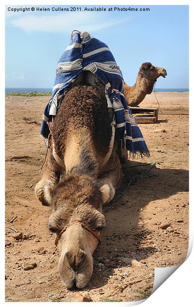 A CAMEL CHILLS OUT Print by Helen Cullens