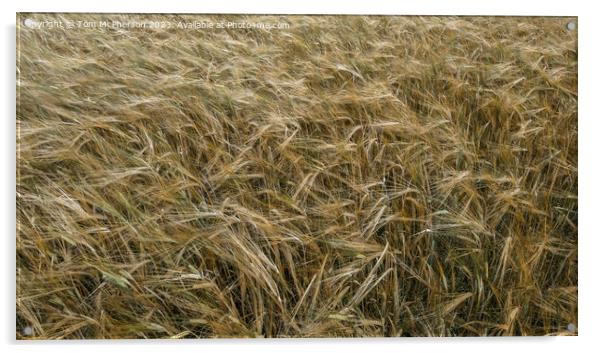 Harvest's Golden Bounty Acrylic by Tom McPherson