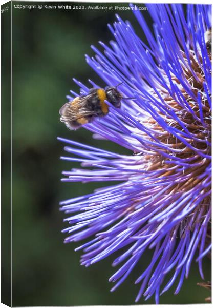Bee extracting pollen from a thistle flower Canvas Print by Kevin White