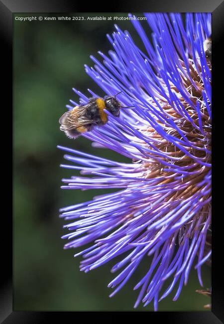 Bee extracting pollen from a thistle flower Framed Print by Kevin White