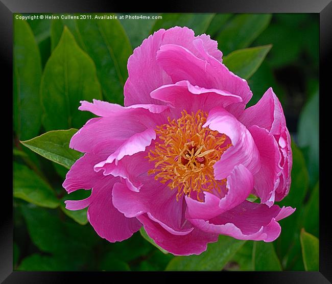 PINK PEONY Framed Print by Helen Cullens