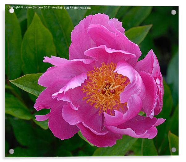 PINK PEONY Acrylic by Helen Cullens