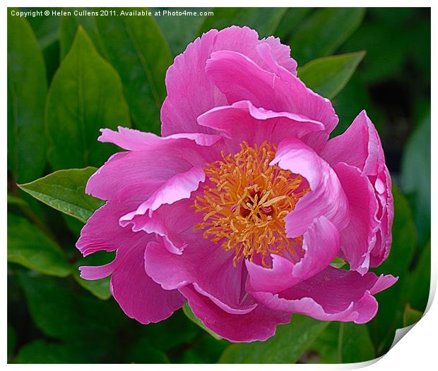 PINK PEONY Print by Helen Cullens