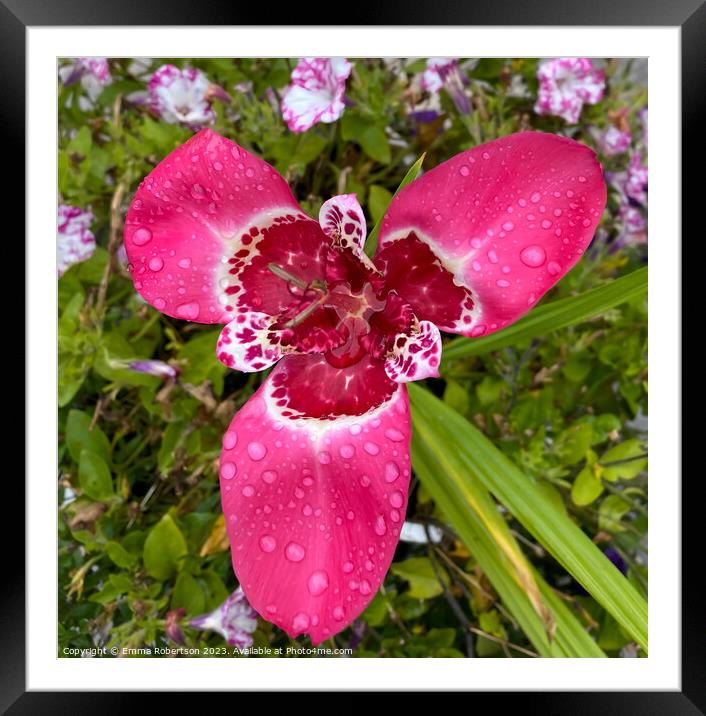 Pink Tiger Flower with Raindrops Framed Mounted Print by Emma Robertson