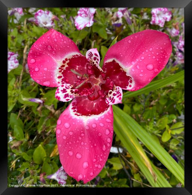 Pink Tiger Flower with Raindrops Framed Print by Emma Robertson