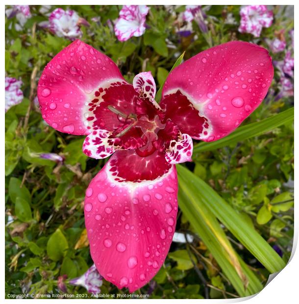 Pink Tiger Flower with Raindrops Print by Emma Robertson